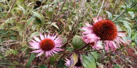 Echinacea 'Hope' Эхинáцея